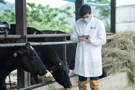 Yerli besi ve kurbanlık seçimi