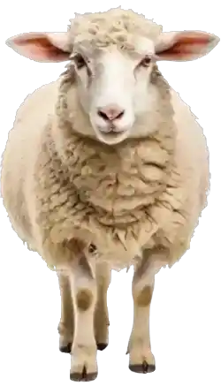 İstanbul küçükbaş kurbanlık koç koyun seçimi